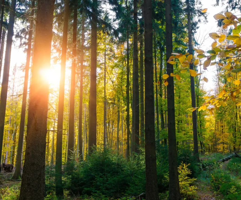 Baumbestattung Delmenhorst – Bestattungsform Freuer